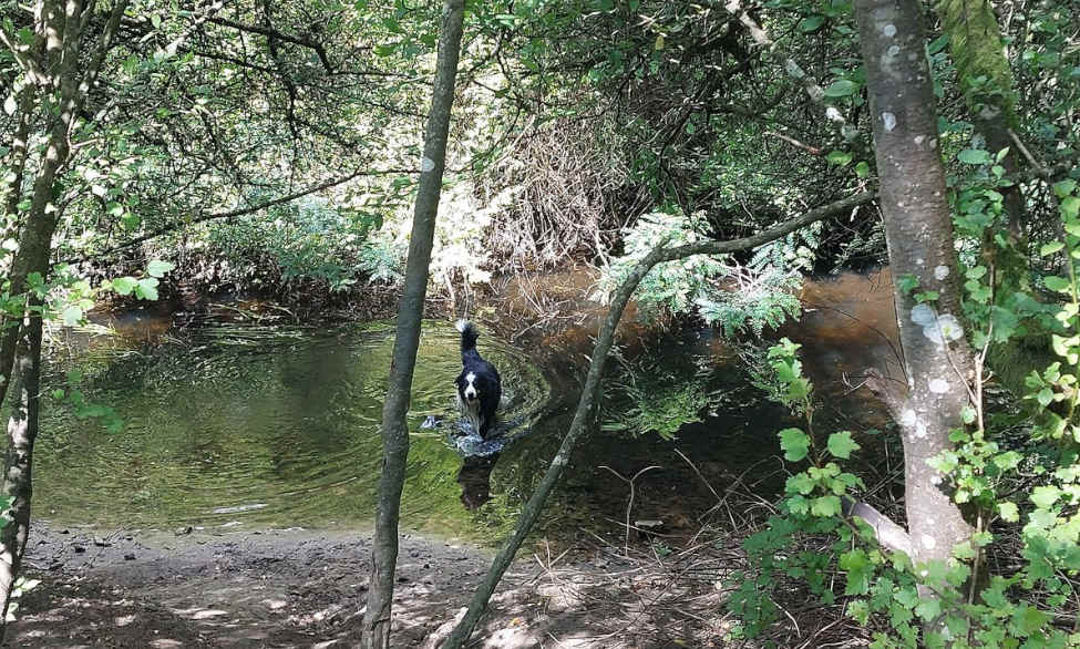 Spaß für Vierbeiner im Wasser