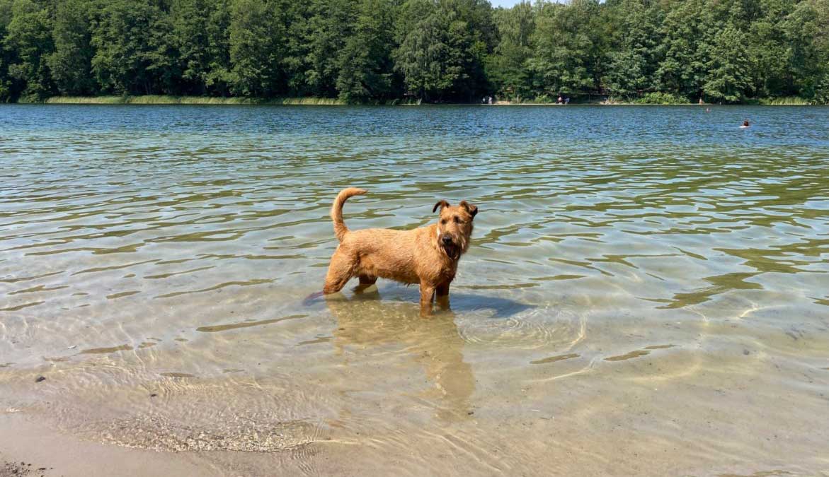 Berlin mit Hund - Grunewaldsee | Irishdog.de Hundeportal