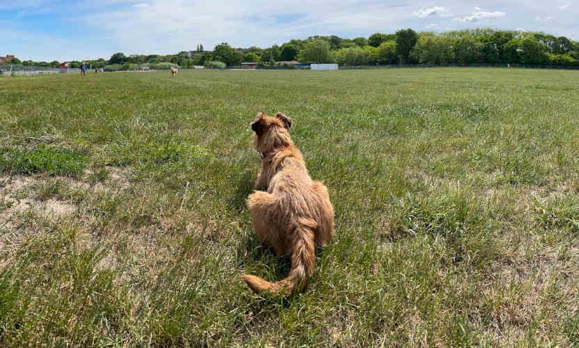 Freilauffläche Hundewiese II