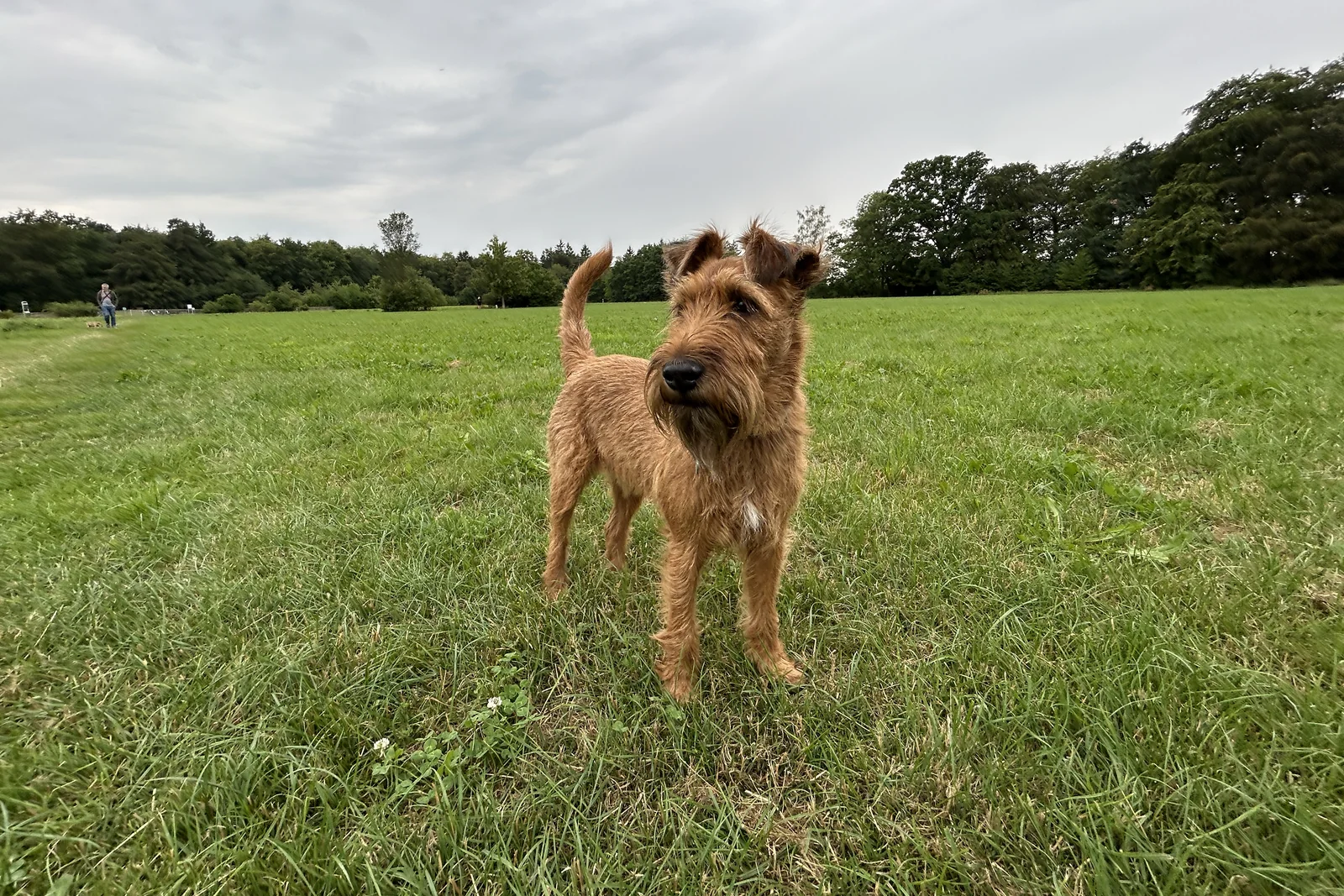 Irish Terrier Ewan auf der Oberen Eierwiese in Grünwald