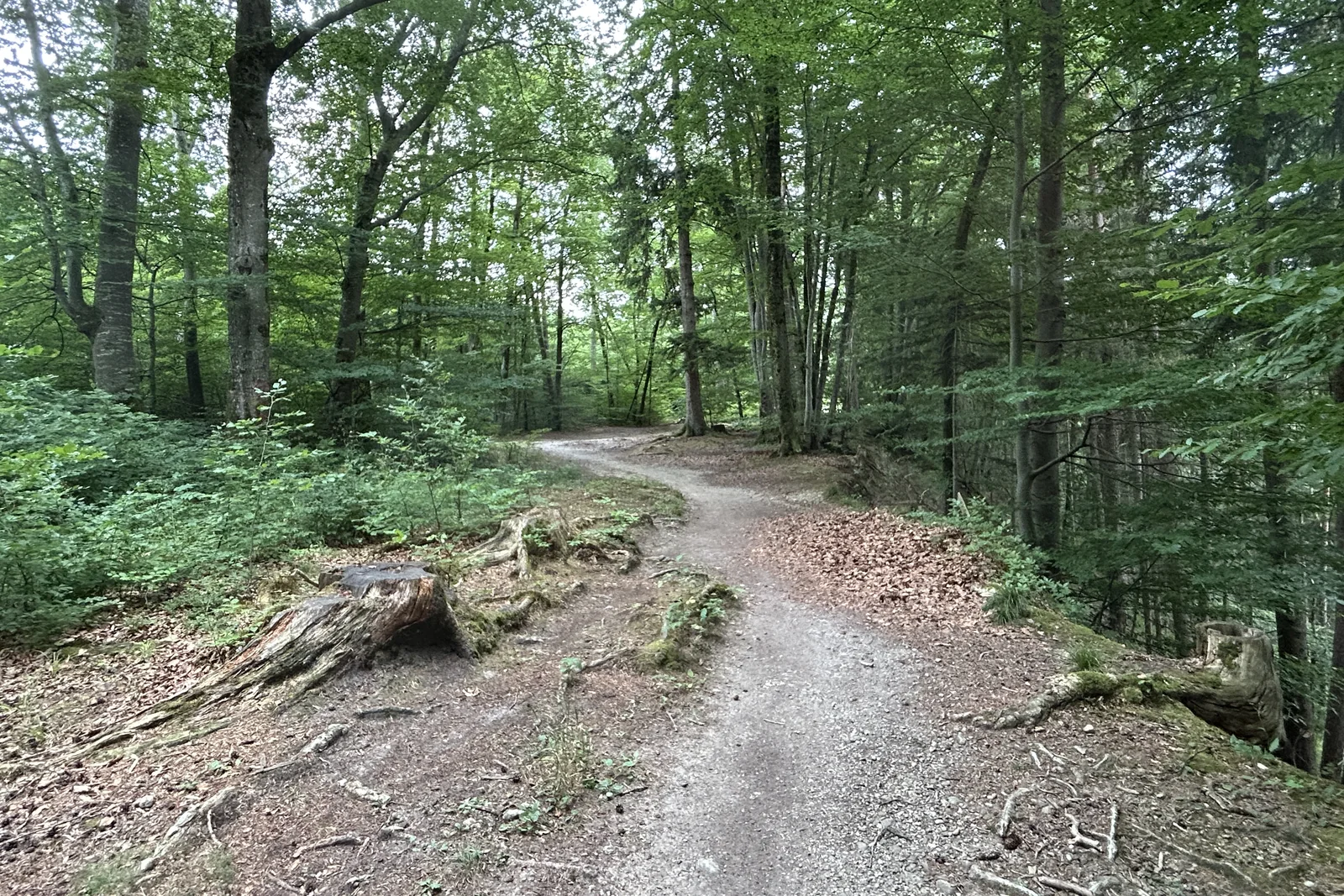 Schattiger Waldweg im Grünwalder Forst auf dem Weg von der Oberen Eierwiese zur Isar