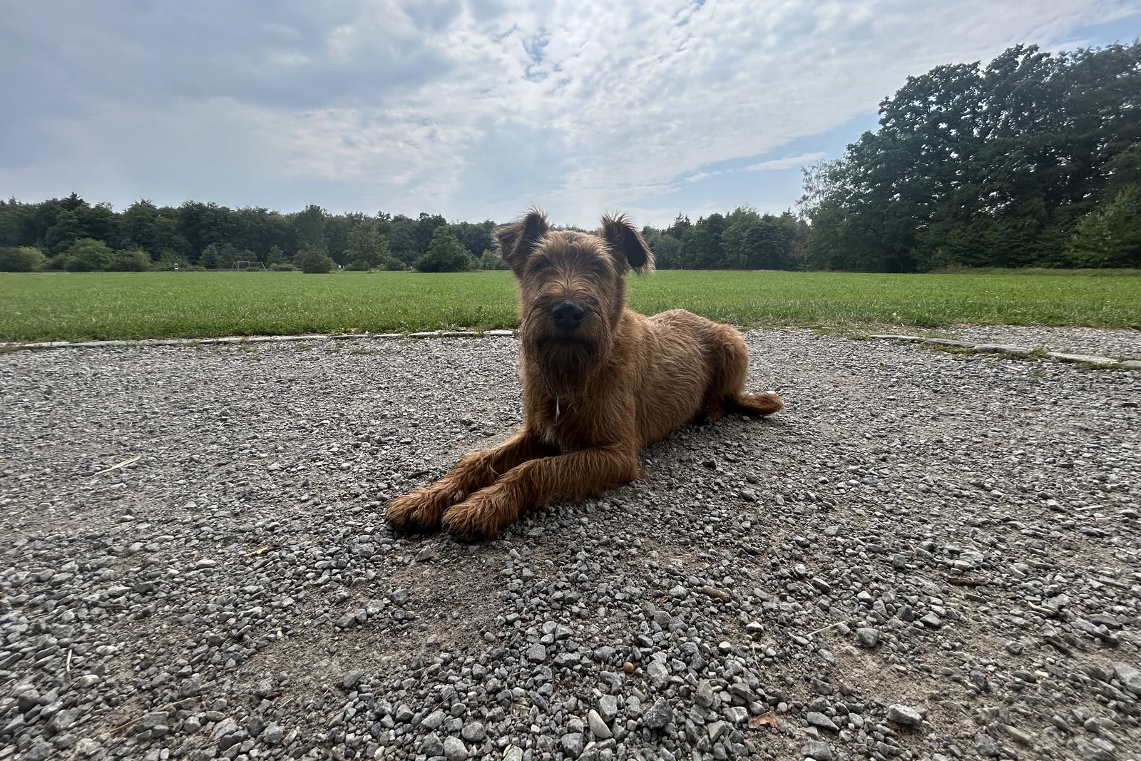 Ewan am Rand der Oberen Eierwiese in Grünwald nach dem Spaziergang an der Isar
