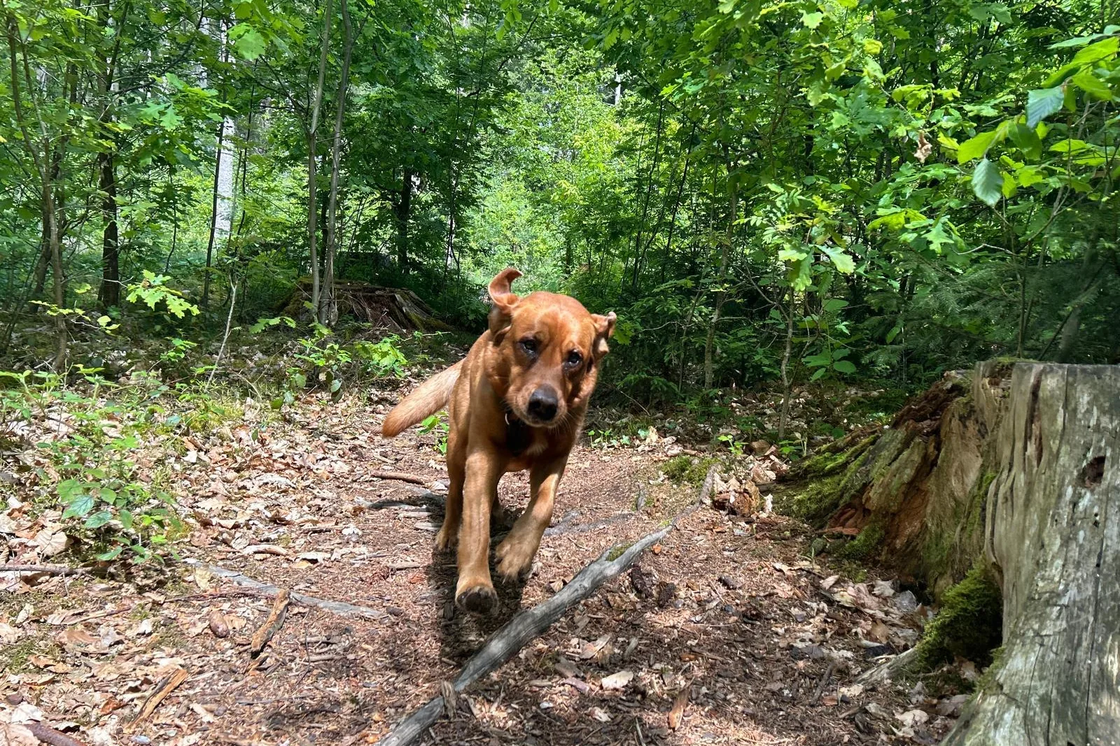 Finou läuft auf einem schattigen Waldweg bei der Isar in Grünwald