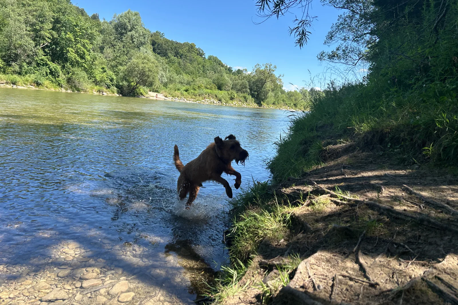Hund springt aus dem flachen Wasser der Isar ans bewaldete Ufer bei Grünwald