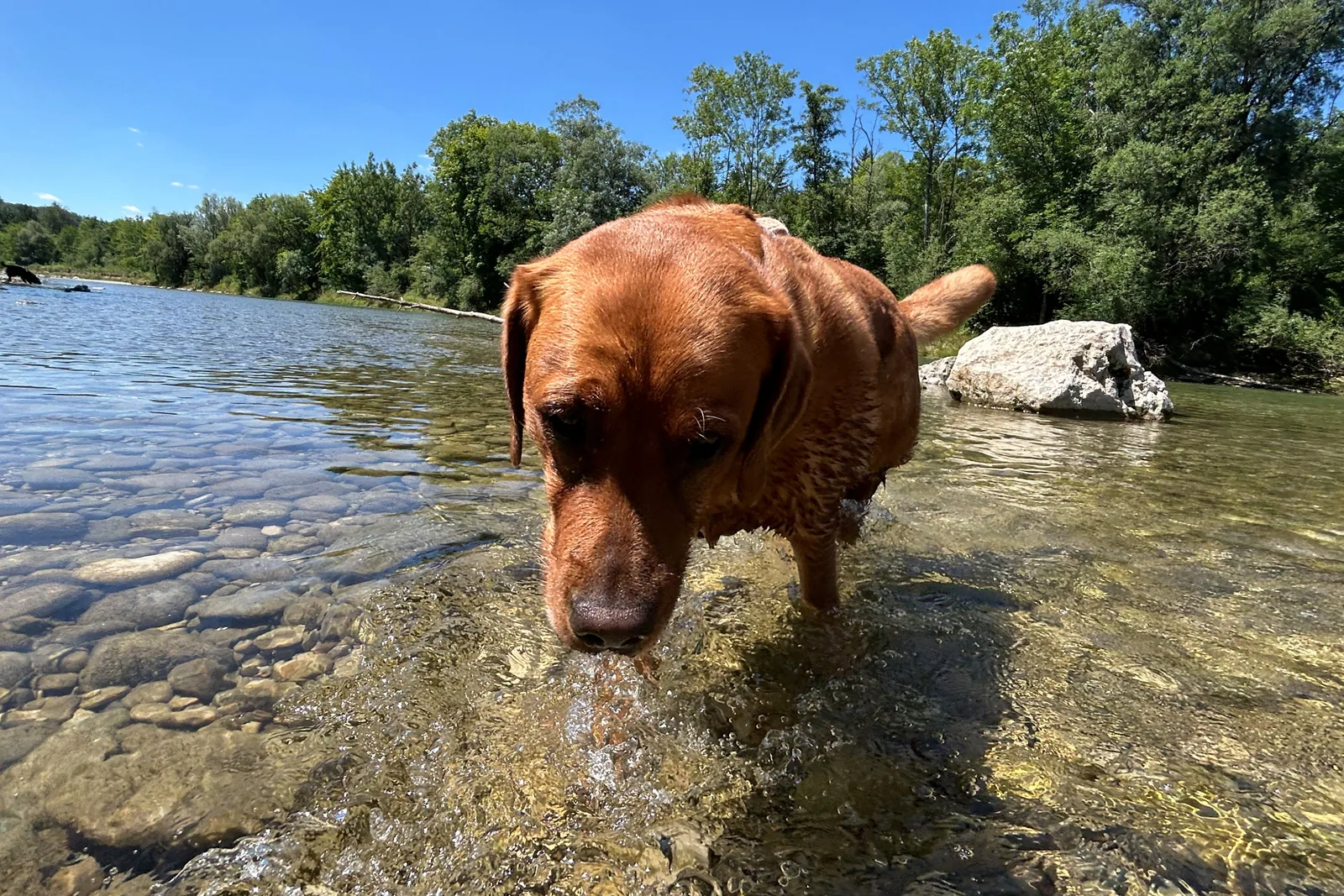 Hund im flachen klaren Wasser der Isar zwischen Kies und größeren Steinen