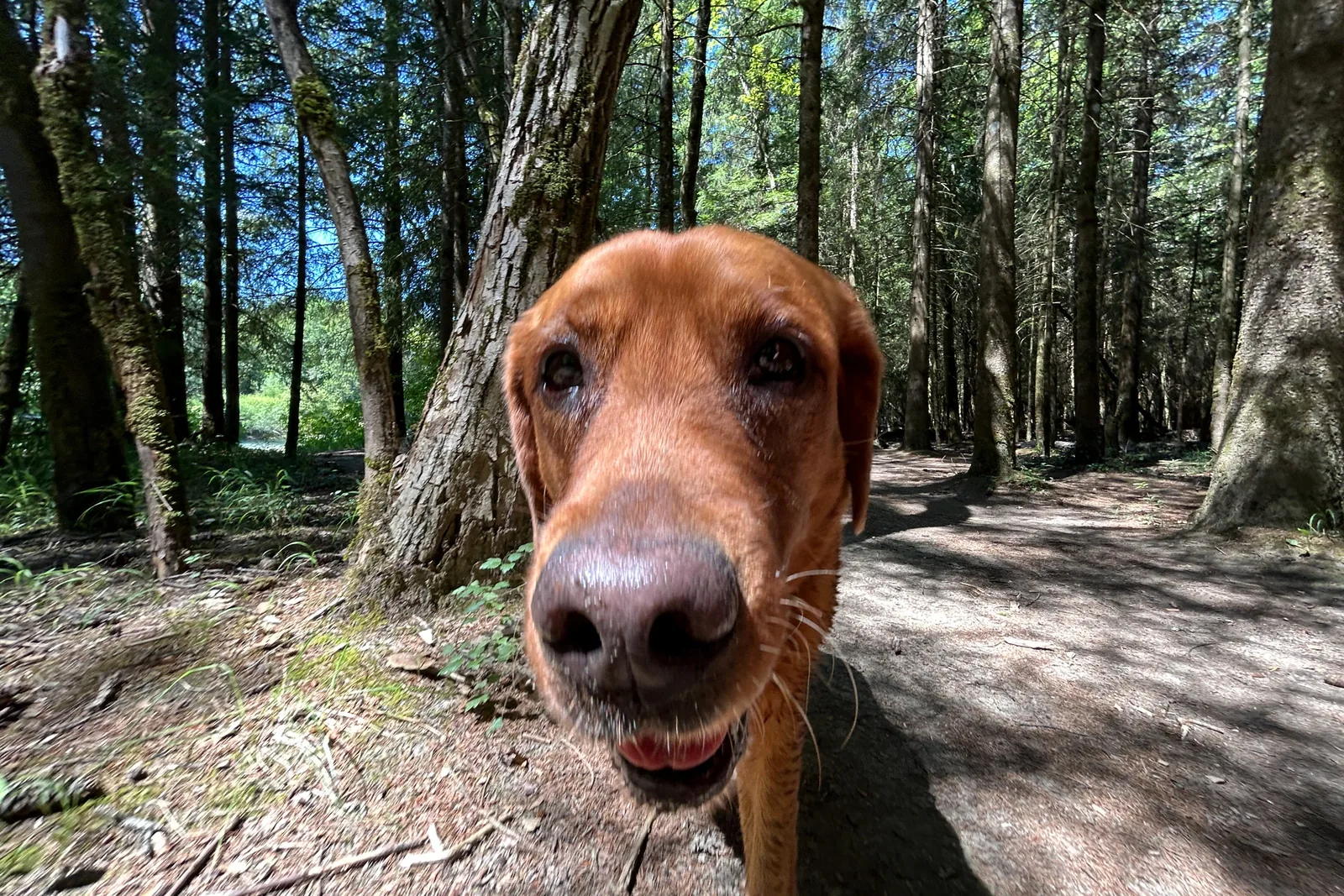 Finu auf einem schattigen Waldweg auf dem Weg zur Isar bei Grünwald