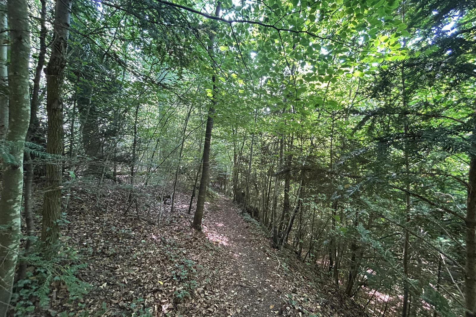 Schmaler Waldweg am bewaldeten Hang bei der Isar in Grünwald