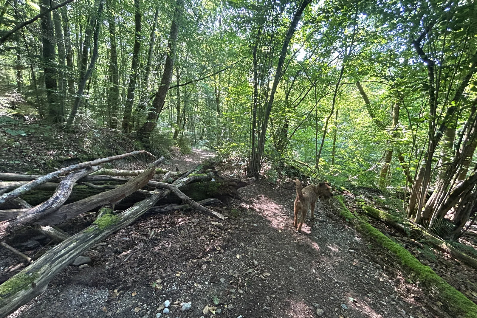 Hund auf einem Waldweg zwischen liegenden Baumstämmen bei Grünwald