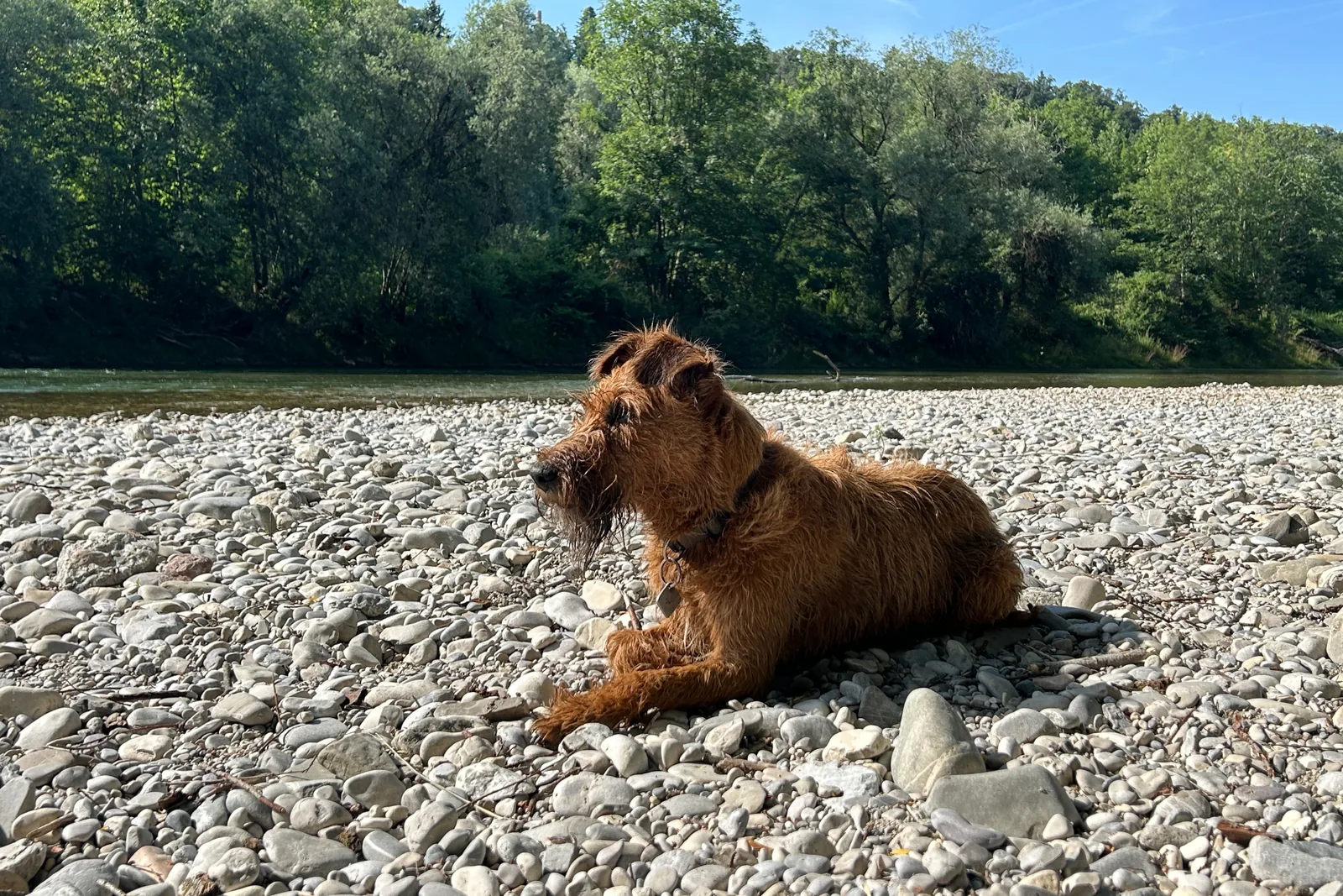 Hund liegt auf dem Kiesufer direkt an der Isar bei Grünwald