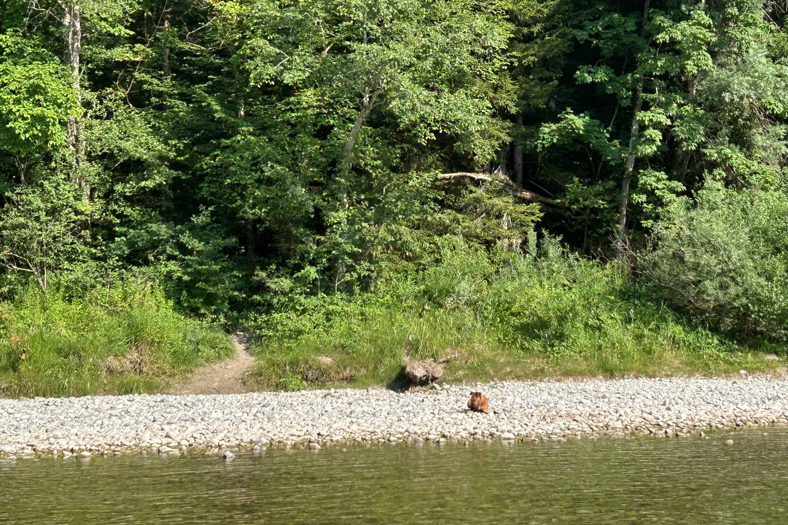 Hund sitzt auf einem schmalen Kiesufer auf der gegenüberliegenden Seite der Isar