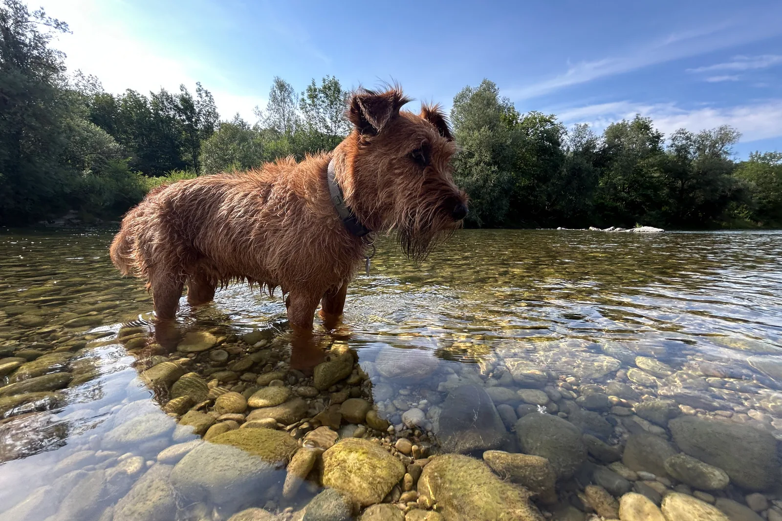 Hund steht im flachen Wasser der Isar vor dem bewaldeten Ufer