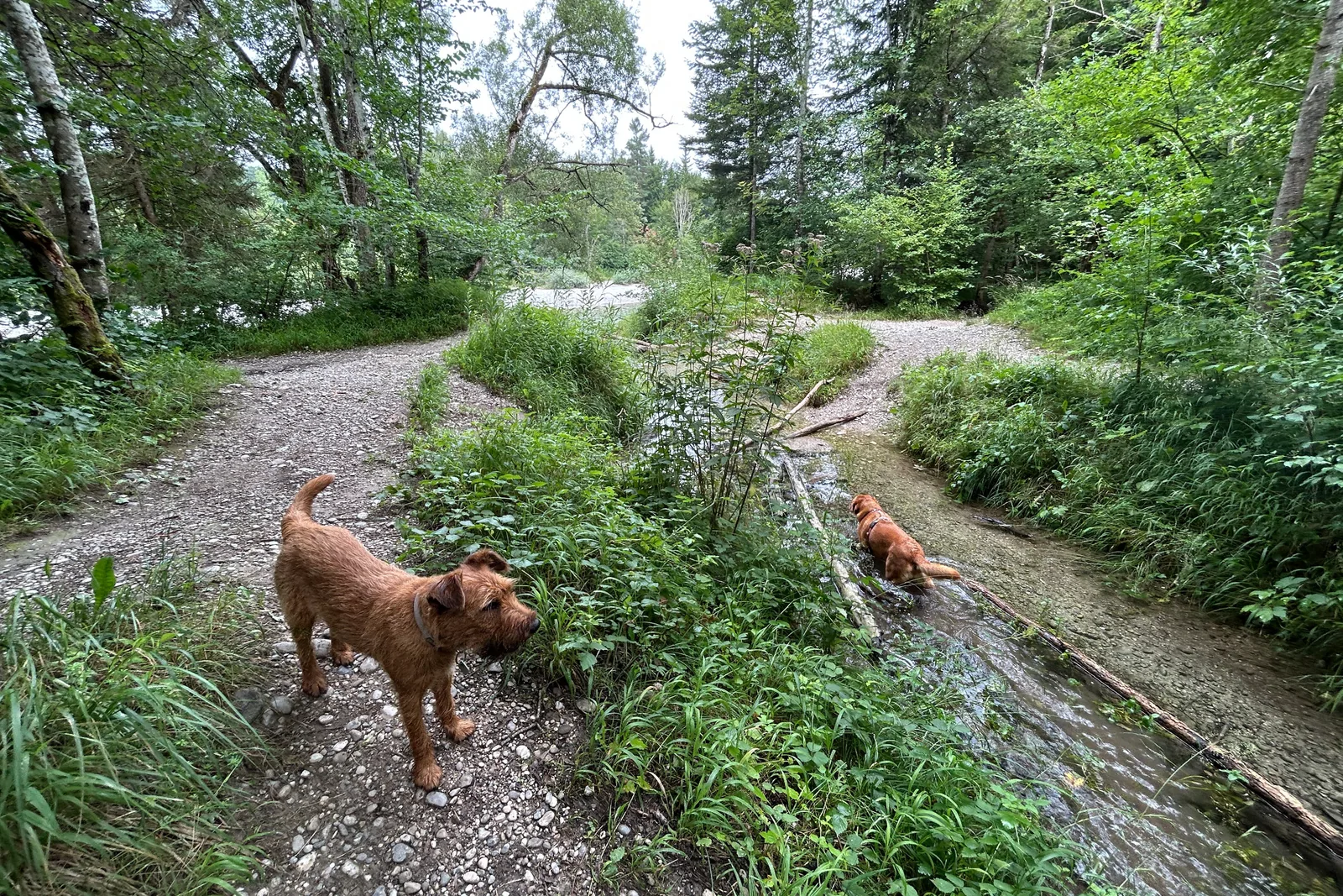 Ewan und Finu an einem kleinen Bach auf dem Waldweg bei der Isar