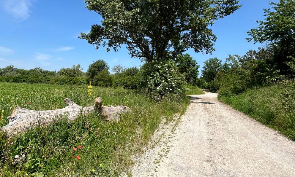 Weg vom Parkplatz an den See