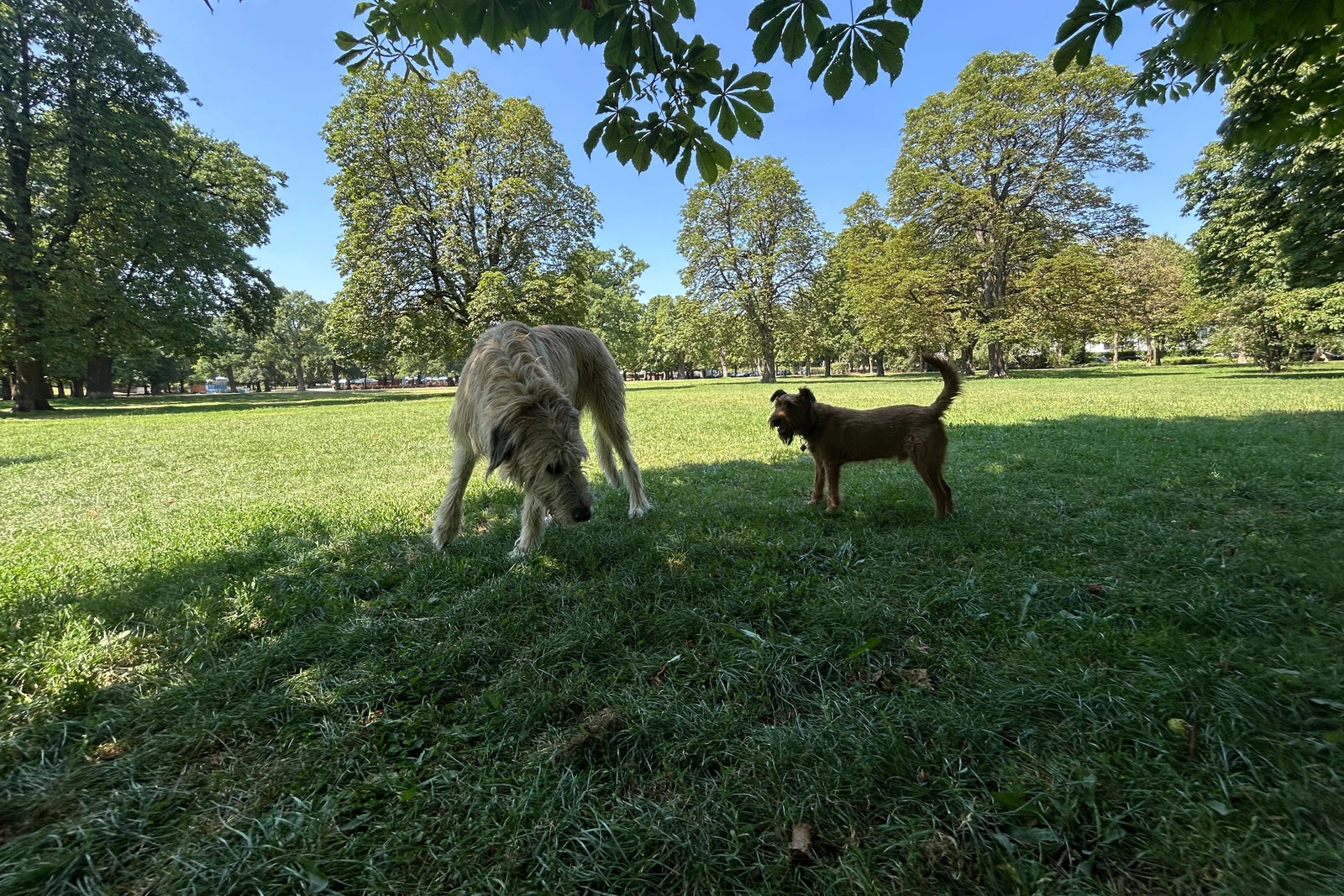 Hundewiese im Hirschgarten in München-Nymphenburg