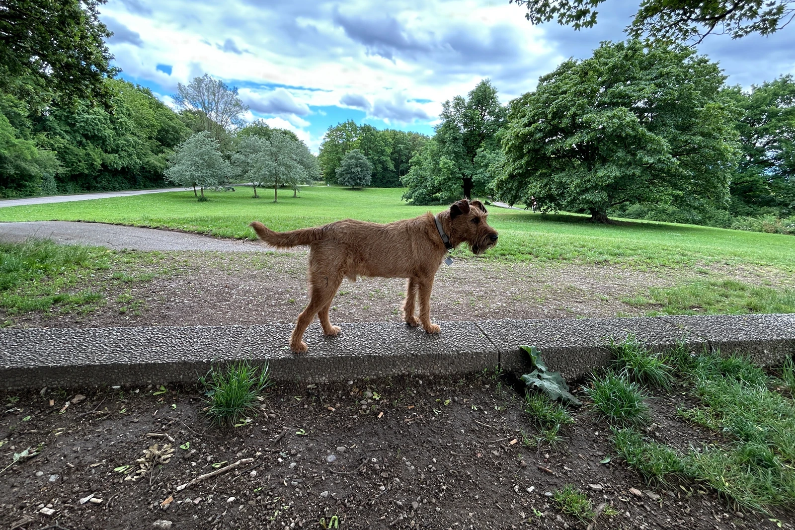 Ewan auf der freigegebenen Hundewiese am Westbad in München-Pasing