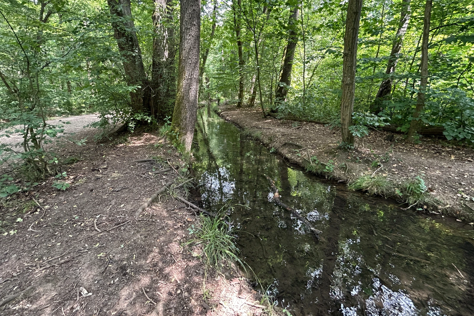 Hartmannshofer Bach im Waldgebiet bei München-Moosach