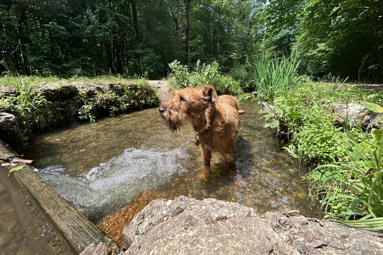 Ewan im flachen Wasser des Hartmannshofer Bachs