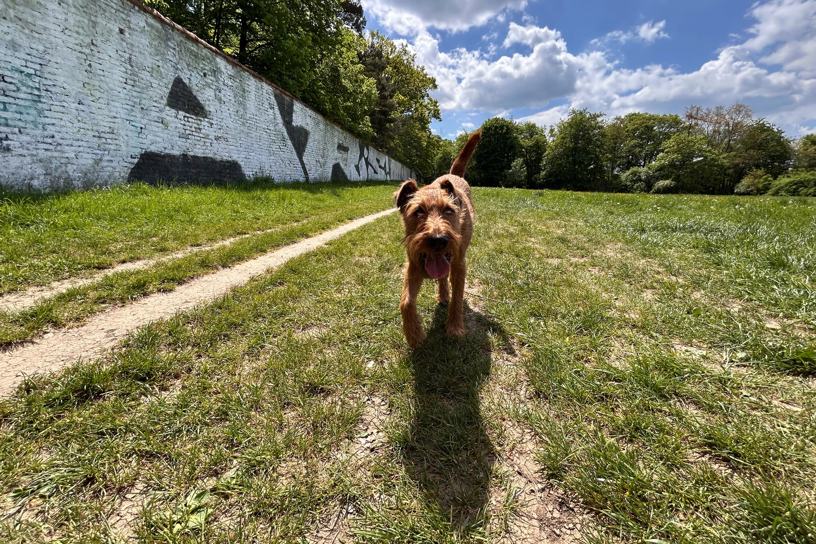 Ewan auf der Wiese an der Nymphenburger Schlossmauer nahe dem Kanal