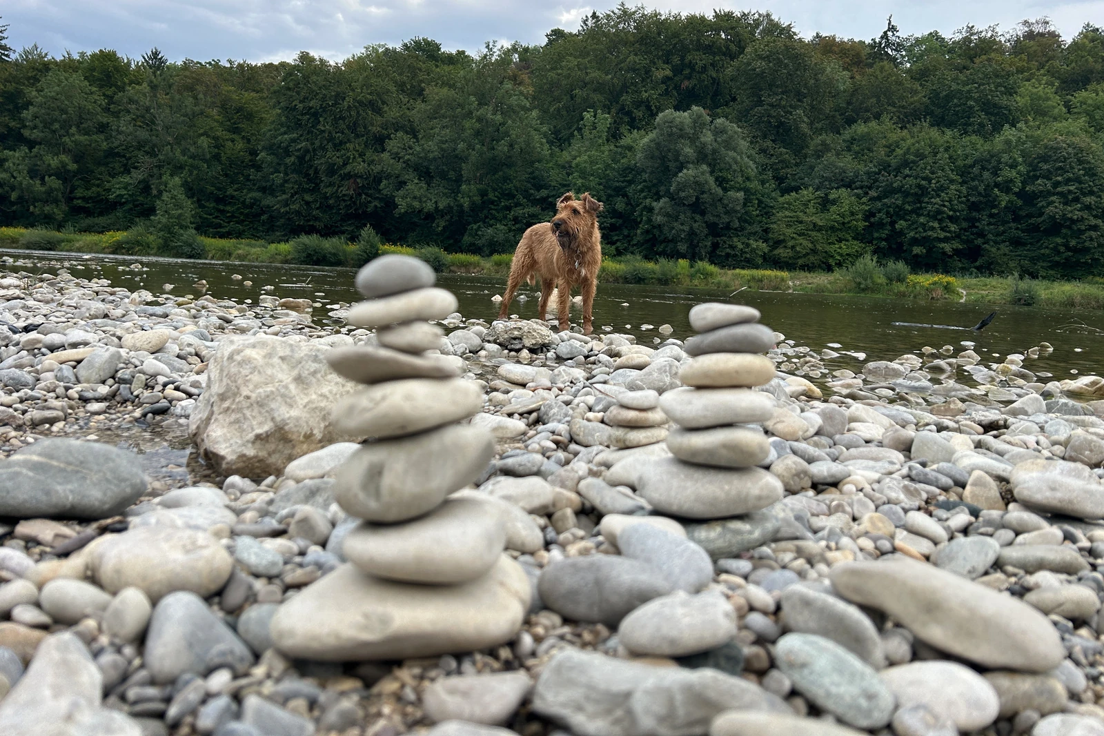 Ewan am Kiesufer der Isar nahe der Großhesseloher Brücke