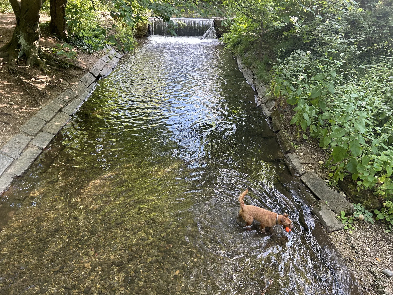Irish Terrier Ewan an der Hundebadestelle an der Würm mit Blick Richtung Wasserfall