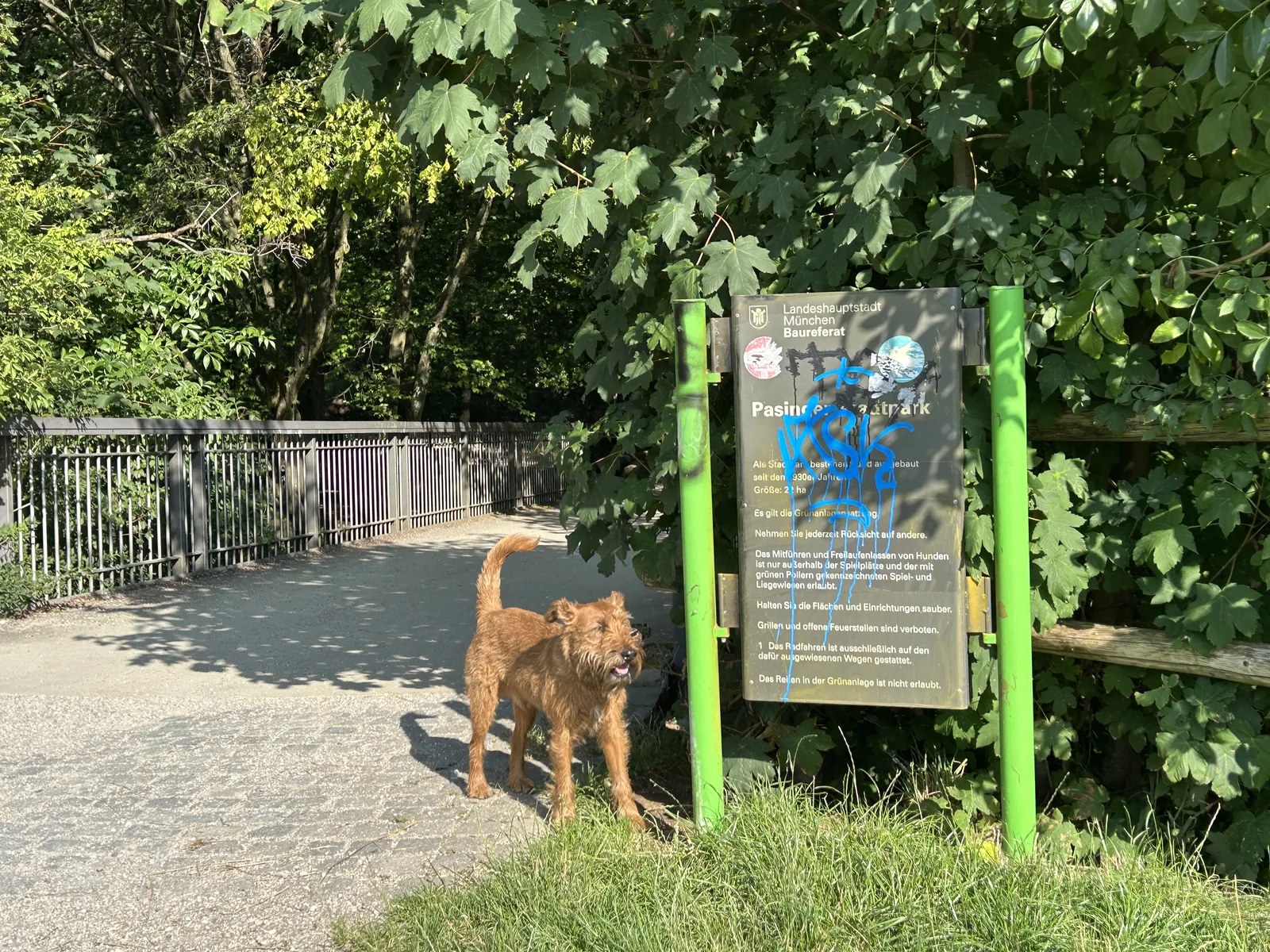 Irish Terrier Ewan an einer Informationstafel im Pasinger Stadtpark