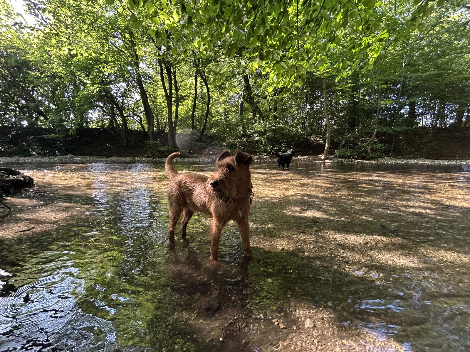 Ewan im flachen Wasser der Hundebadestelle an der Würm im Pasinger Stadtpark