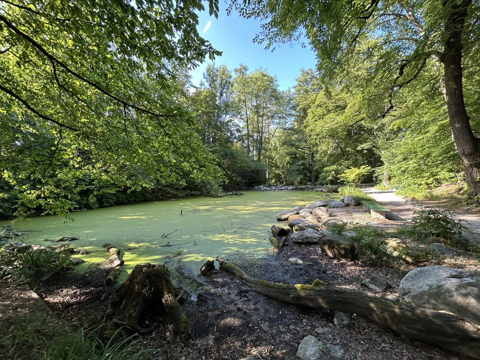 Kleiner Teich zwischen Bäumen im Pasinger Stadtpark in München