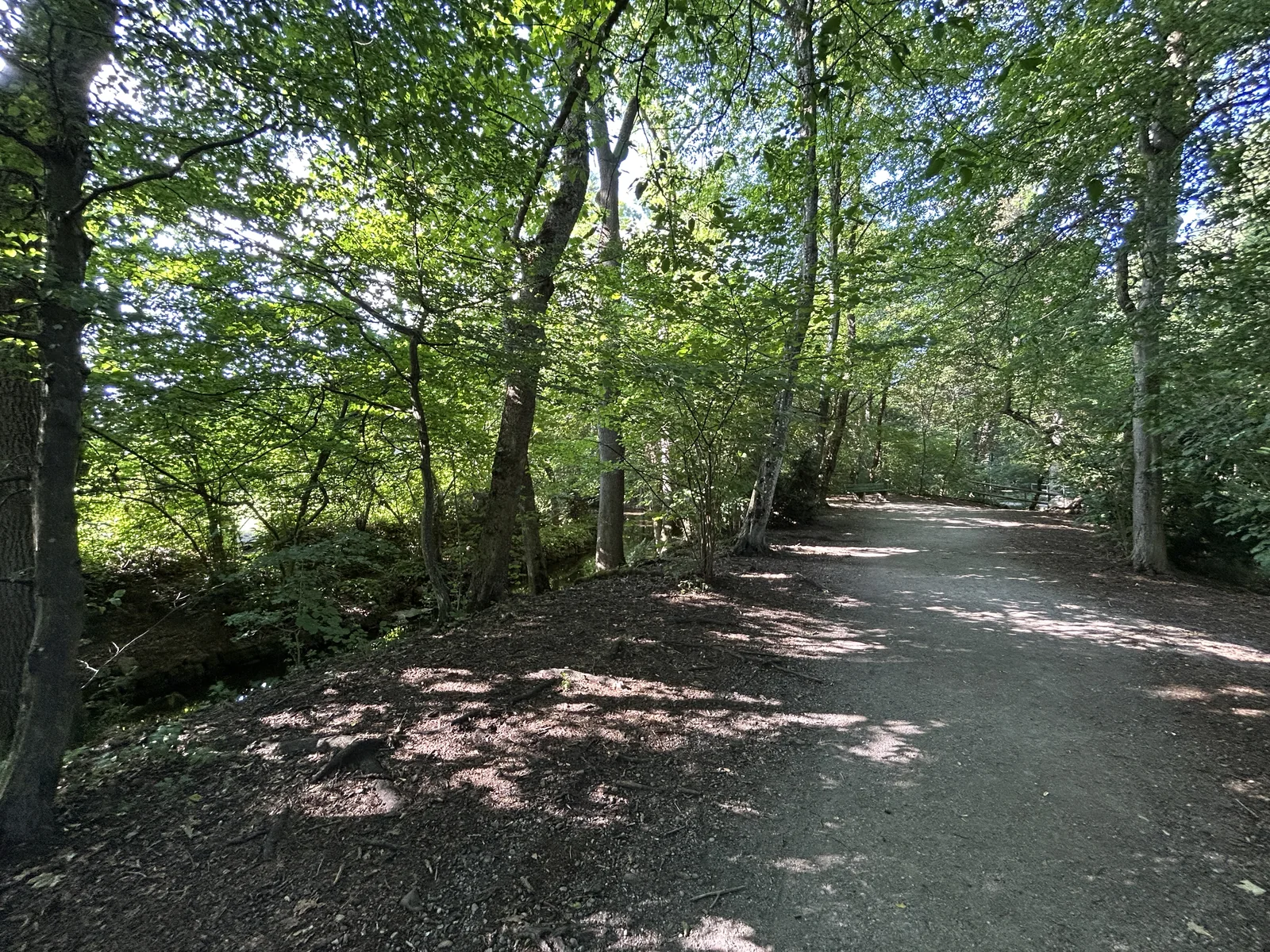 Schattiger Hundespaziergang unter Bäumen im Pasinger Stadtpark
