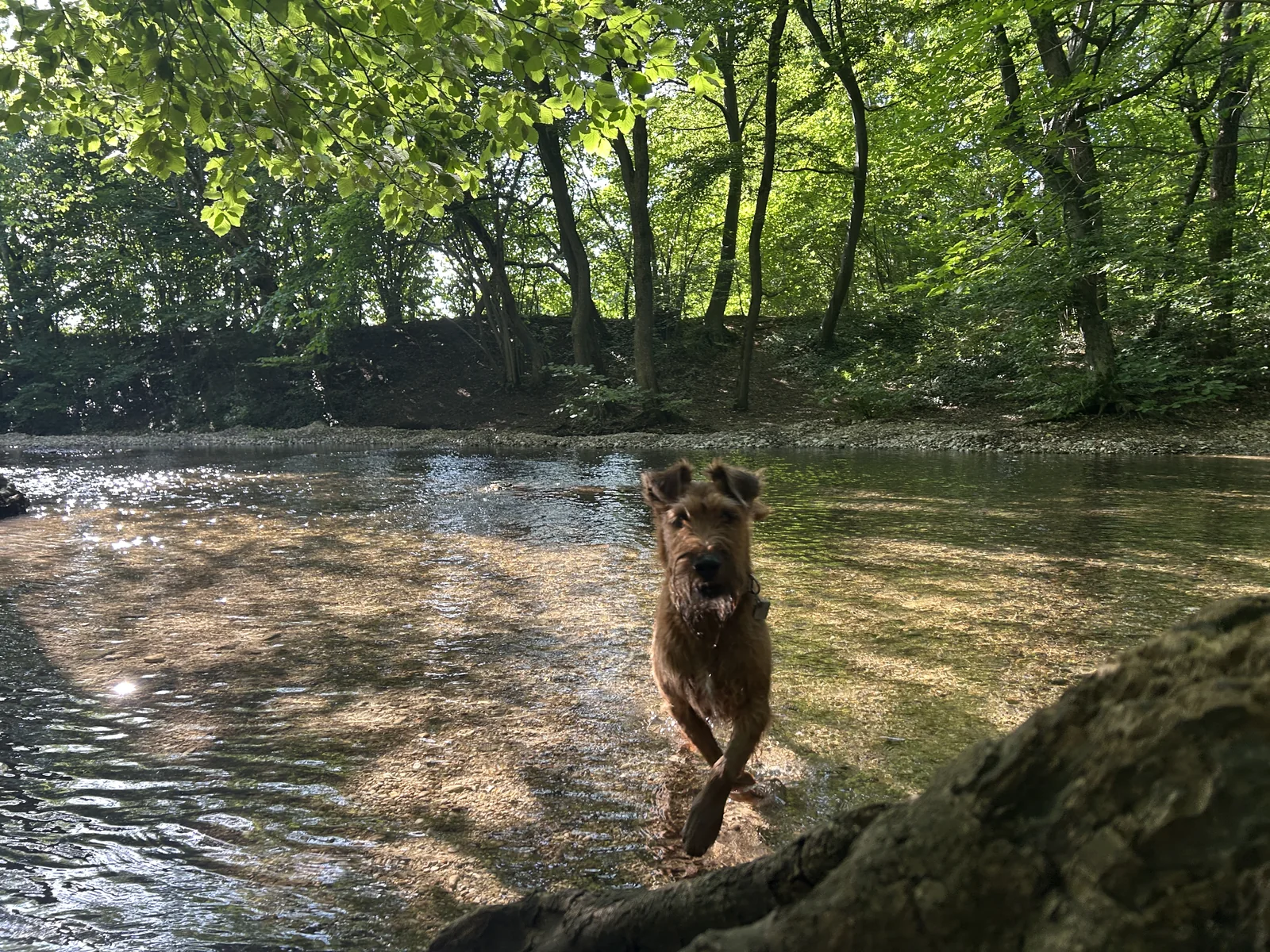 Ewan an der Hundebadestelle an der Würm im Pasinger Stadtpark