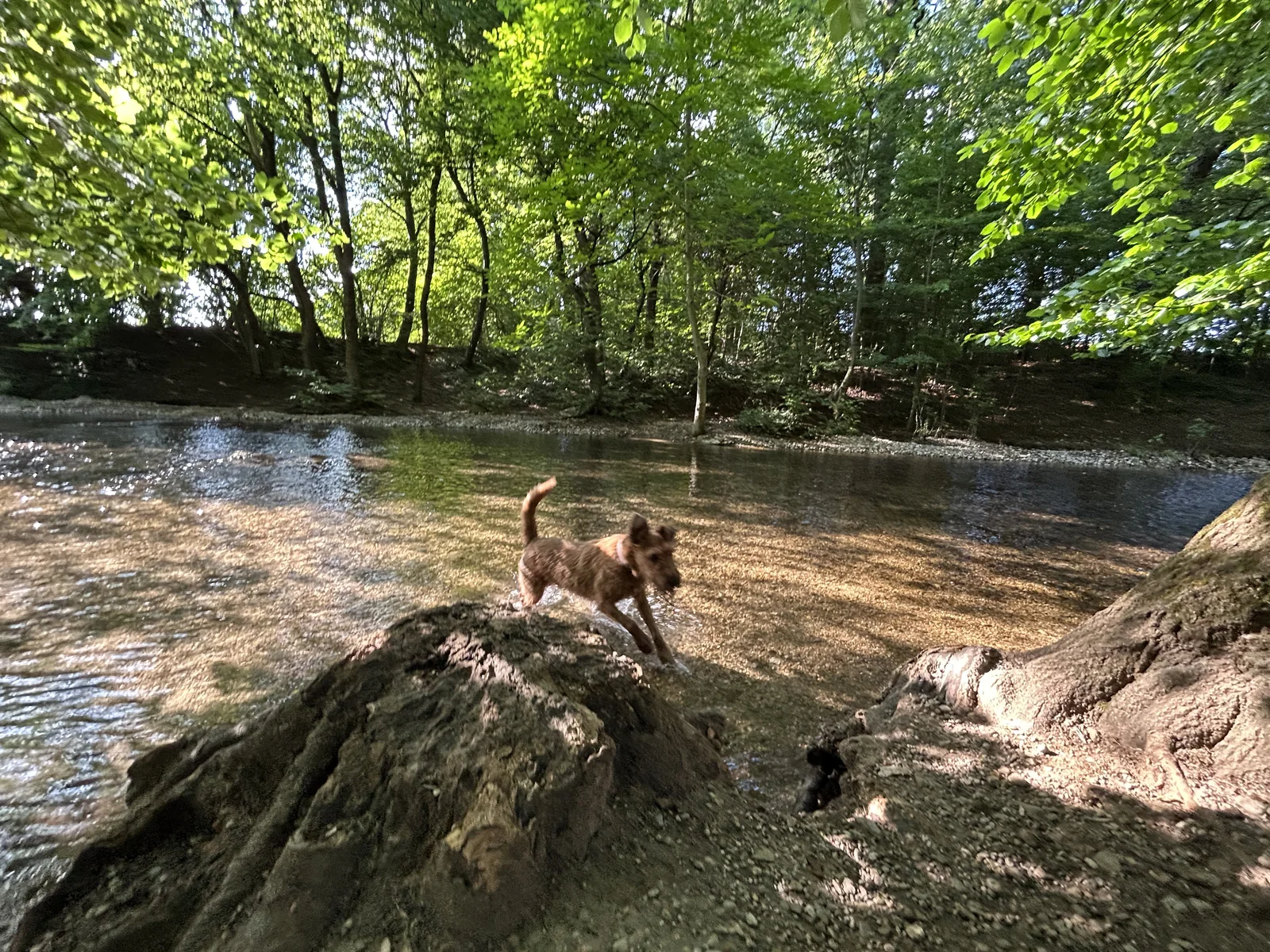 Irish Terrier Ewan an der Hundebadestelle in der Würm im Pasinger Stadtpark