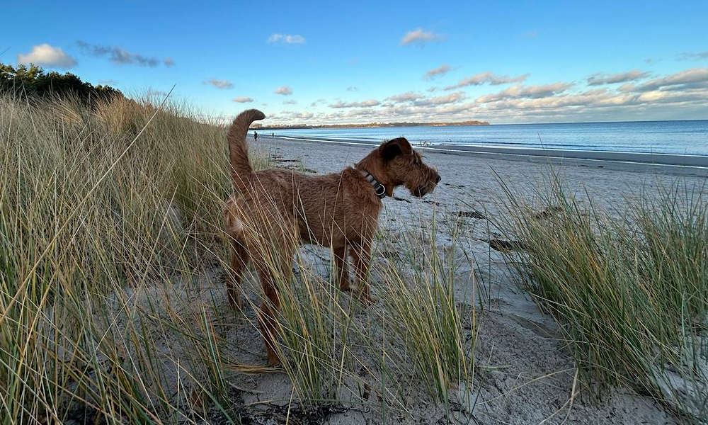 Hundestrand Juliusruh