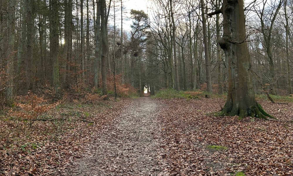 Waldweg zum Strand