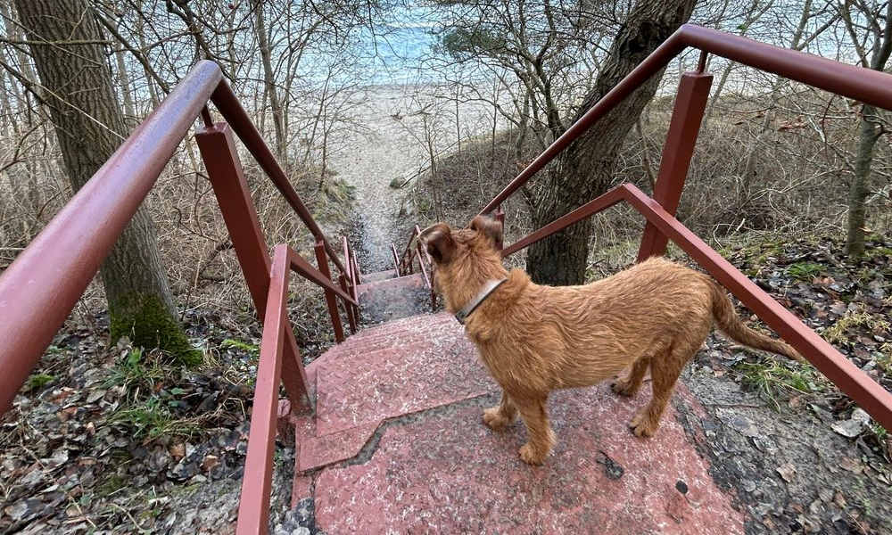 Treppe zum Hundestrand